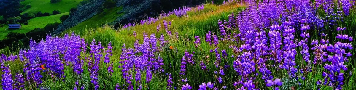 Sunol Regional Preserve and Ramu Ramaswamy Park area — scenic canyon landscape in Sunol CA